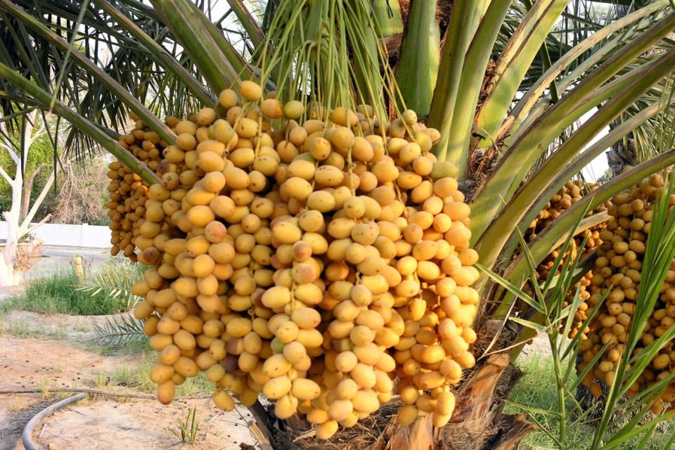 Fruit Of The Areca Palm Tree Crossword Fruit Trees